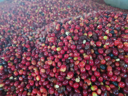 Close-up of red and purple coffee cherries