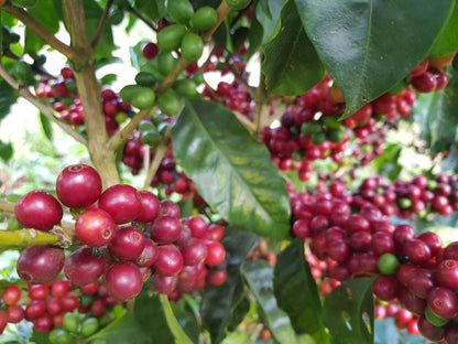 Close-up of red and green coffee berries on a coffee plant.