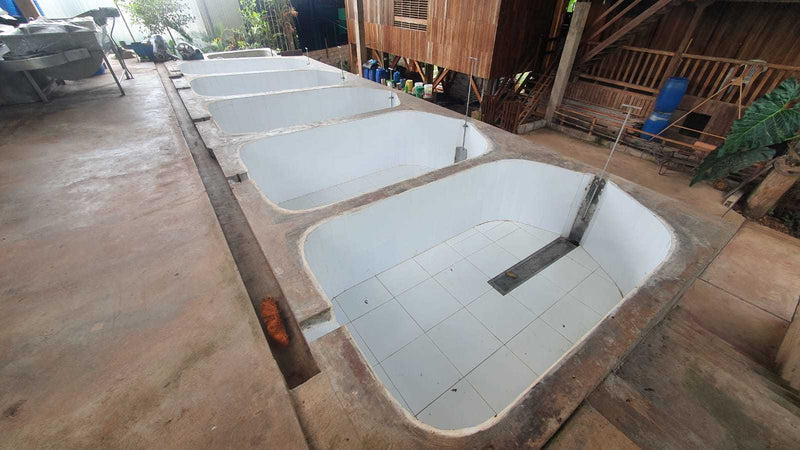 Row of concrete washing tubs set in the floor in a rustic setting with wooden walls and tools.
