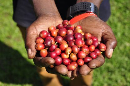 Hands holding a handful of red coffee cherries against a green background