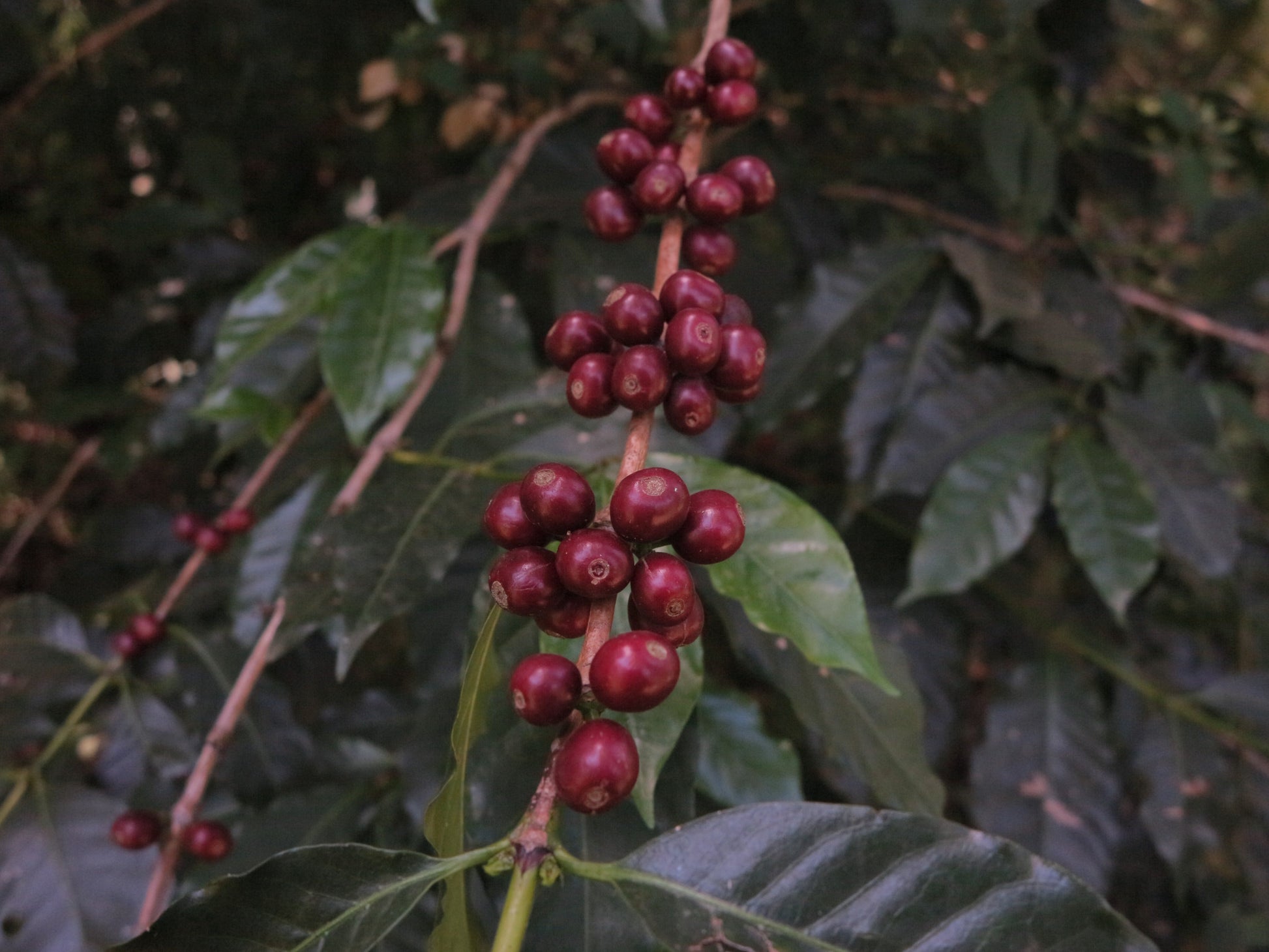Red coffee berries on a branch with green leaves