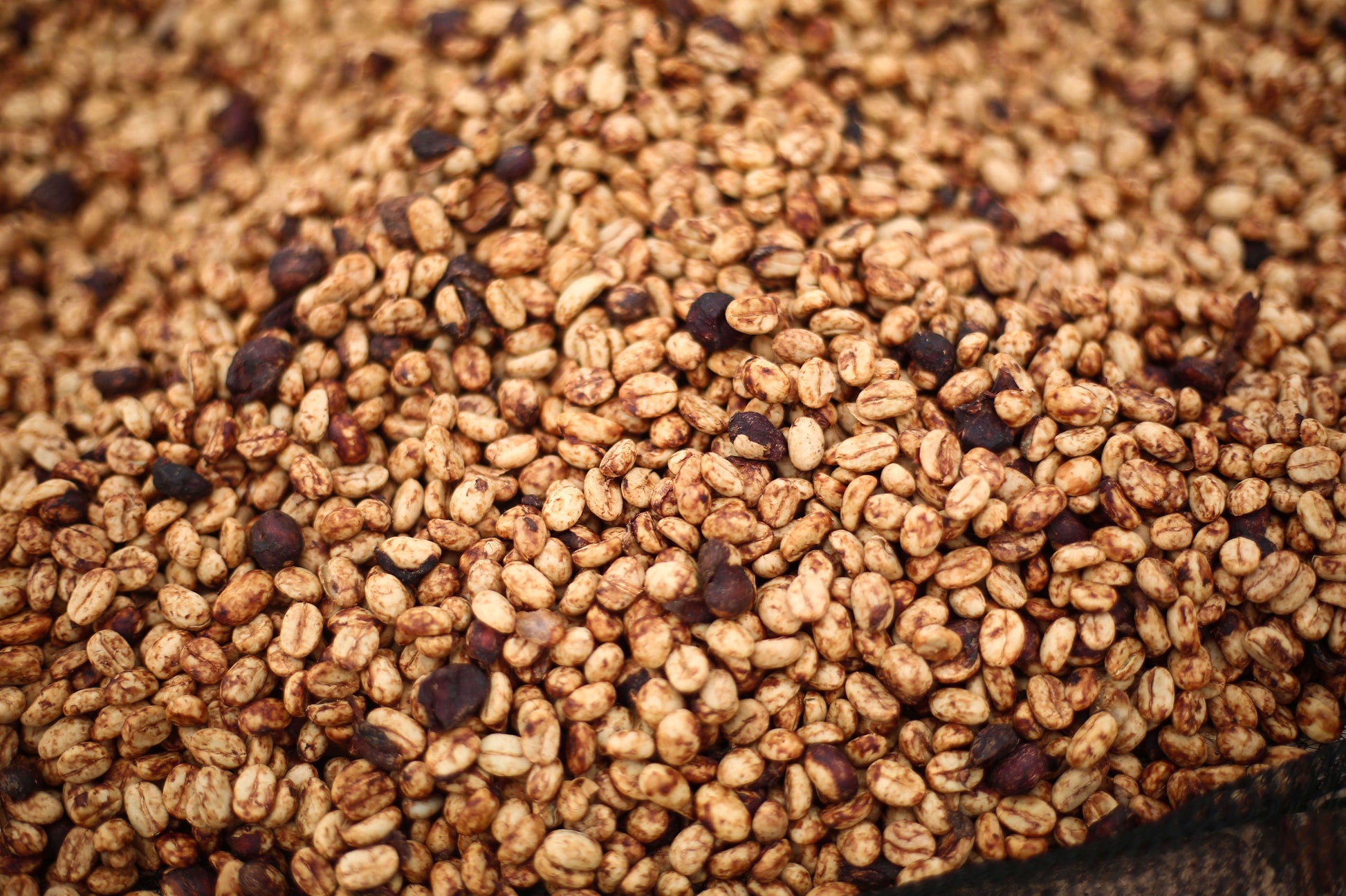 Close-up of roasted coffee beans with a focus on texture and color.