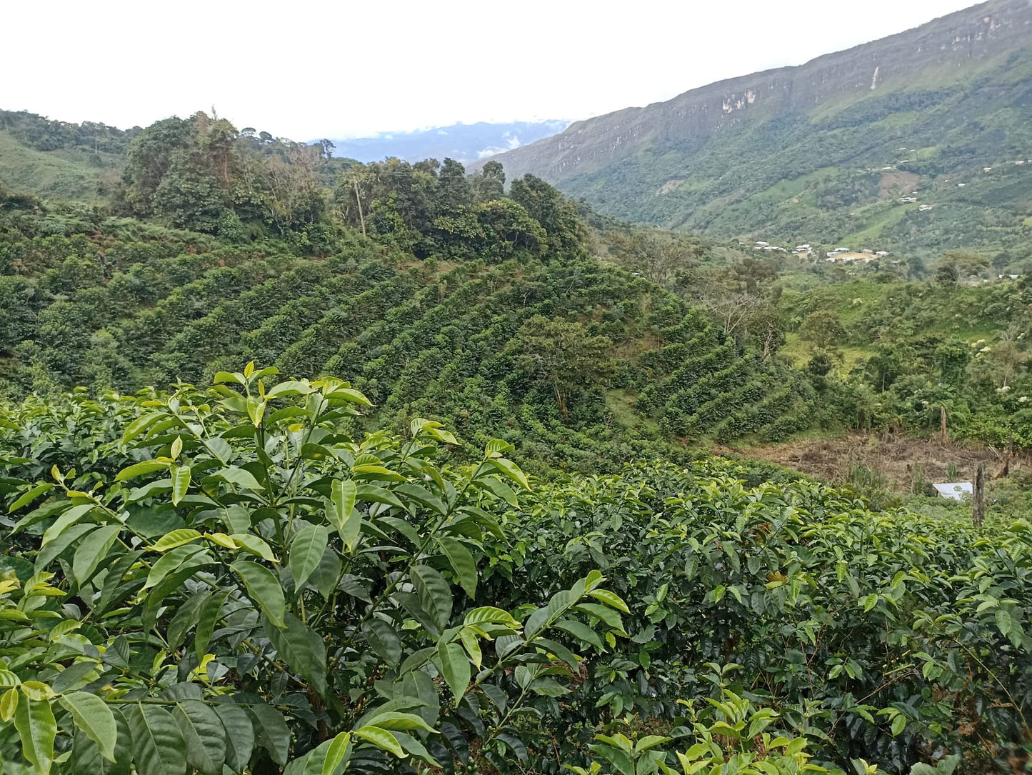 Green coffee plants with a mountainous landscape in the background