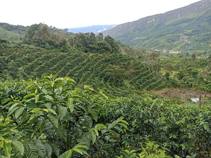 Green coffee plants with a mountainous landscape in the background