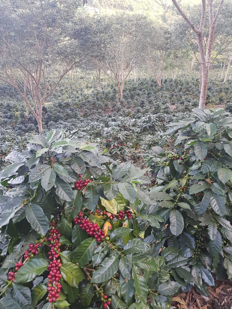 Coffee trees with red coffee beans in a coffee plantation