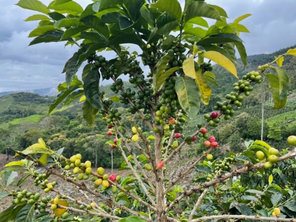 Peru, Finca Artemira - Image 2