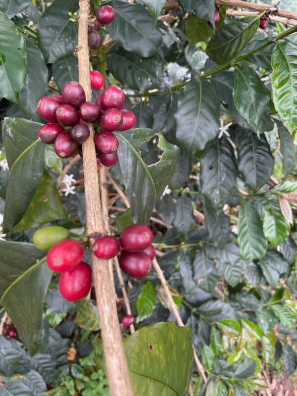 Peru, Finca Artemira - Image 3