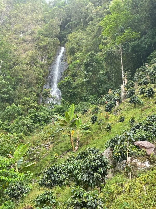 Peru, Finca Artemira - Image 9