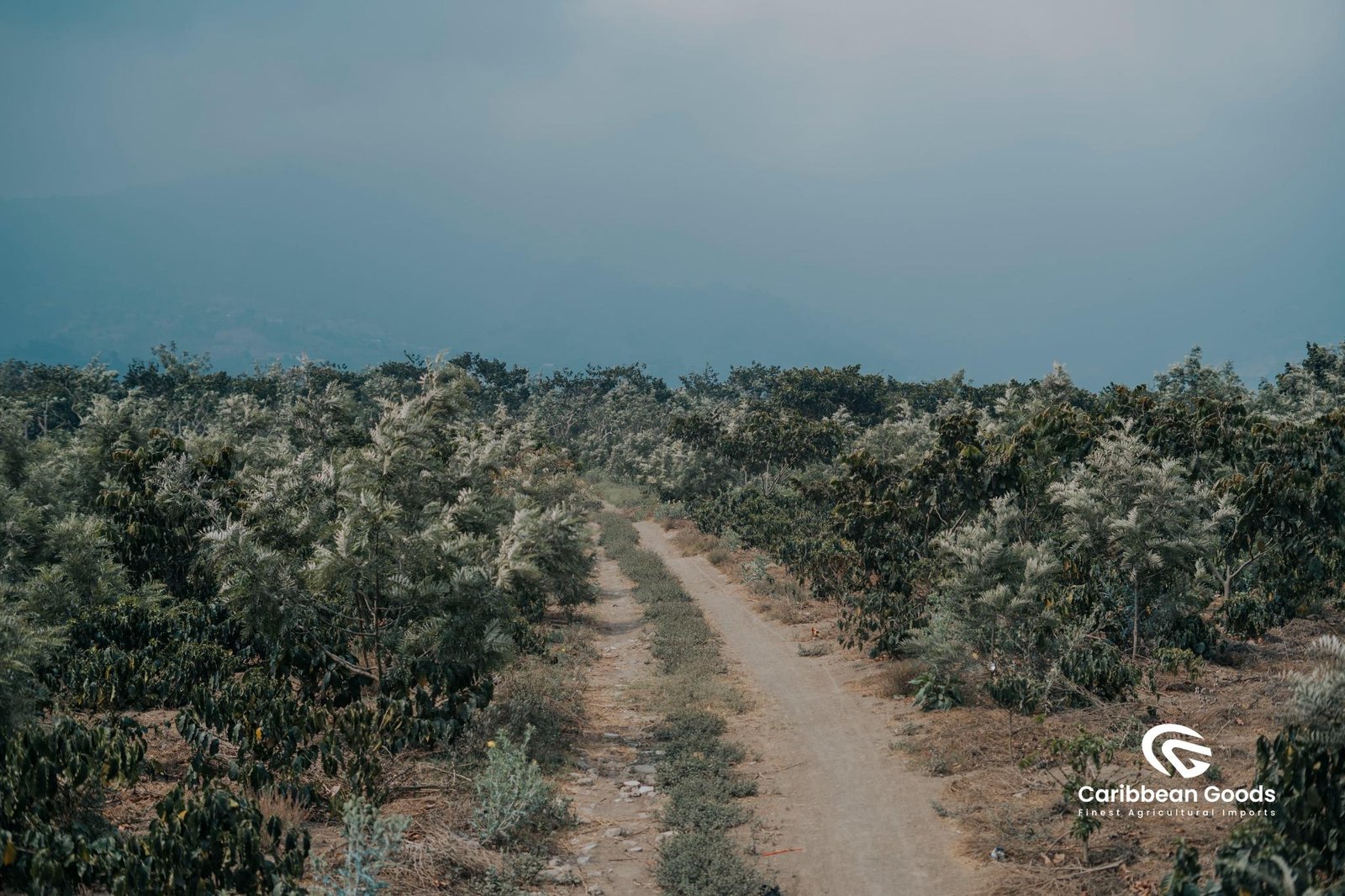 Guatemalan, La Concepción. Medium/Dark - Image 5