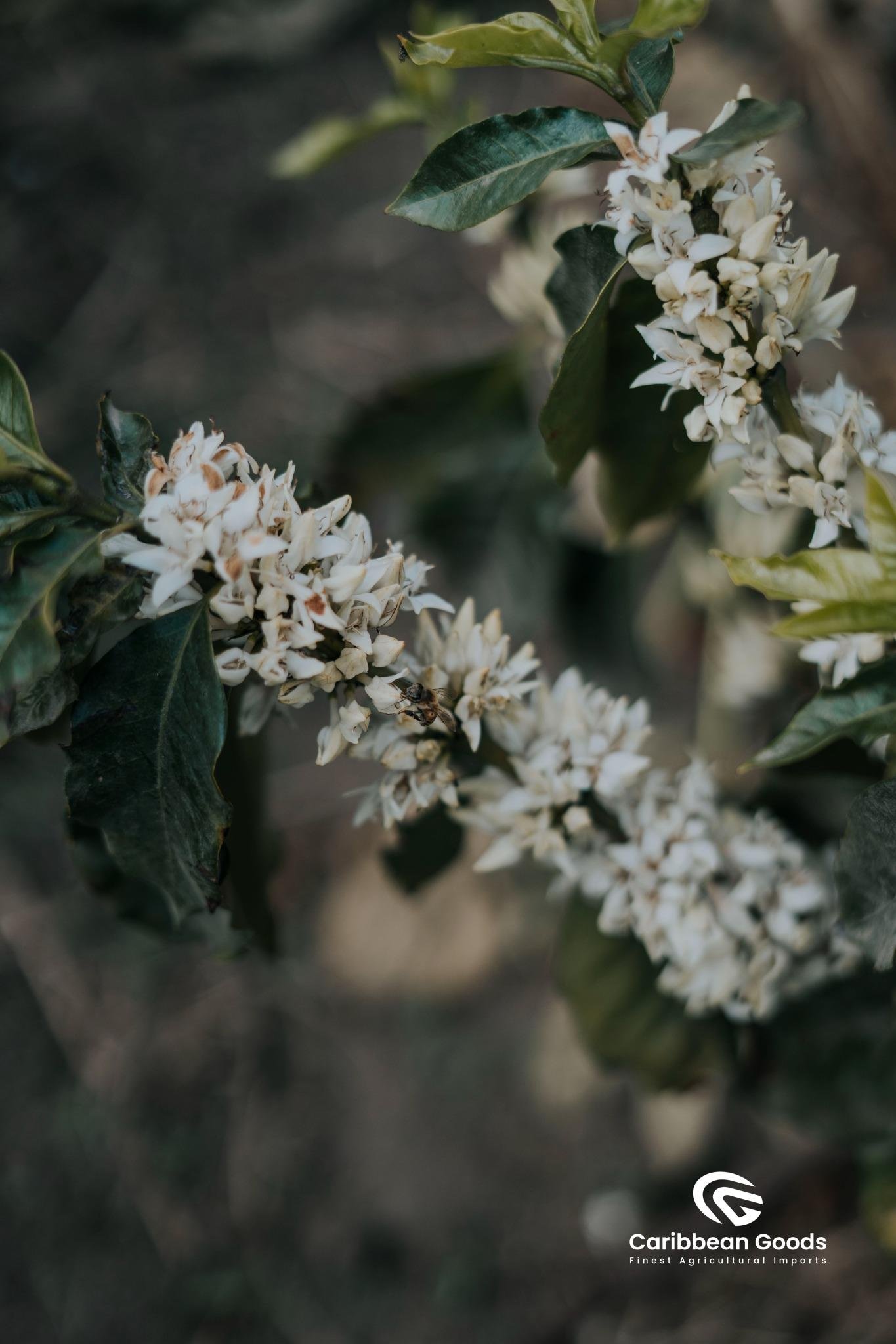 Guatemalan, La Concepción. Medium/Dark - Image 2
