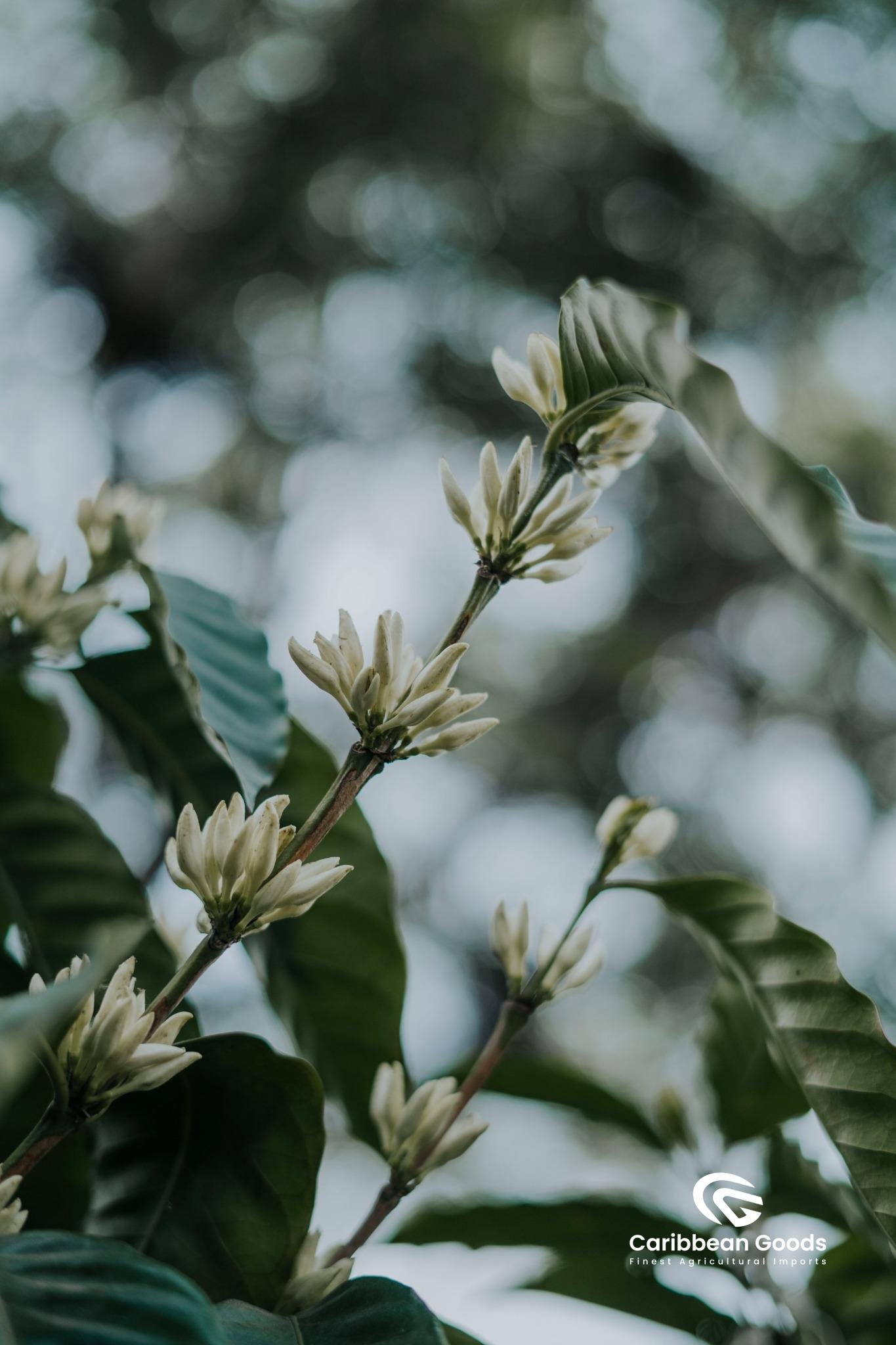 Guatemalan, La Concepción. Medium/Dark - Image 3