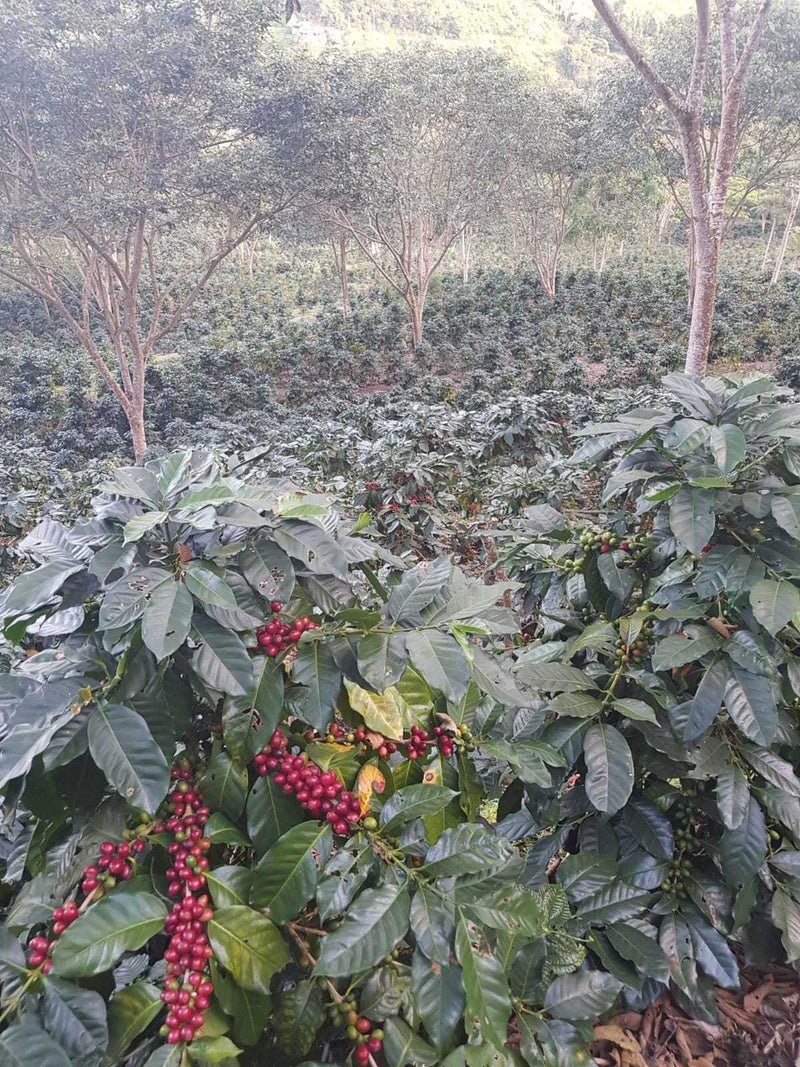 Peru, Llave de Oro - Image 7